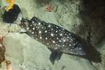 Epinephelus
