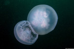 Jellies