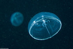Hydroidolina