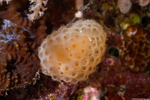 Pseudodistoma