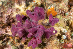 Porifera