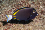 Surgeonfishes and Tangs