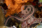Brittle Stars