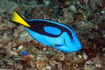 Paracanthurus