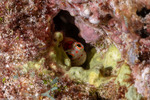 Blenniella