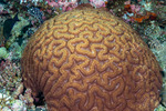 Lobophyllia