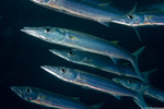 Barracudas