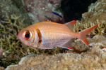 Soldierfishes