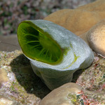Tunicates