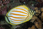 Butterflyfishes