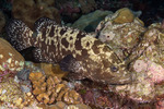 Epinephelinae