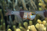 Cardinalfishes