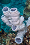 Porifera