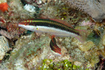Wrasses
