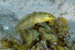 Wrasses