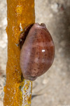 Luriinae