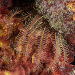 Feather Stars