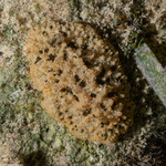 Sclerodoris