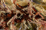 Cnidarians
