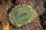 Anthopleura