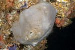 Porifera