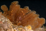 Cnidarians