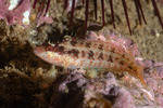 Blennies