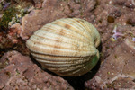 Venerinae