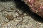 Ophiodermatoidea
