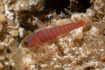 Lythrypnus