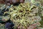 Corallinophycidae