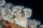 Anthozoa