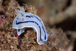 Nudibranchs