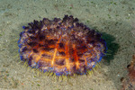 Sea Urchins