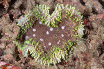 Lobophyllia