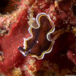 Flatworms