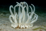 Anthozoa