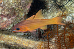 Cardinalfishes