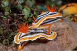 Nudibranchia