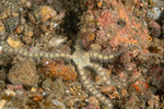 Brittle Stars