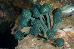 Tunicates