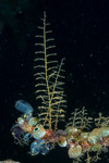 Hydrozoa