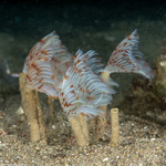 Tube Worms