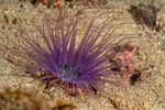Anemones