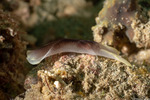 Cephalaspidea