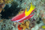 Bodianus