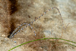 Annelida