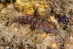 Blennies