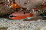Cardinalfishes