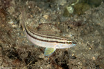 Serraninae